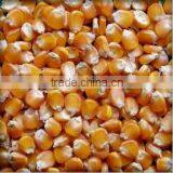 Thailand Premium Dried Sweet Feed Corn for Sale thumbnail-1