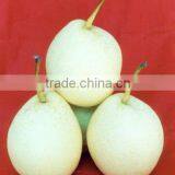 ya Pears 2015 for Sales