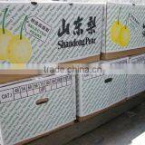 Super Shandong Pear Packed in Carton thumbnail-3