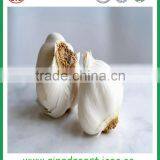 2015 Factory Price Fresh GOOD QUALITY Normal White Garlic FOR SALE thumbnail-2