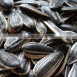 Organic Sunflower Seeds 5009 Sunflower Seeds White Sunflower Seeds thumbnail-4