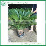Cycas Outdoor Green Plants thumbnail-2