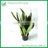 Ornamental Plants Sansevieria Sale thumbnail-3