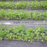 Agricultural Black Plastic Ground Cover thumbnail-6