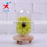Clear Deco Glass Domes with Triangular Wood Base