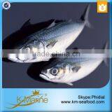 Frozen Mackerel for Canned Fish thumbnail-1