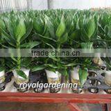 Dracaena Sanderiana Lotus 3 Pcs in One Pot thumbnail-1