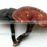 Reishi Extract,herbal Supplement thumbnail-1