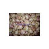 Normal White Garlic 5.0-6.0cm thumbnail-1
