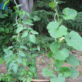 Durable and Robust Tomato Growing Spiral Stake Plant Growing Support Wire thumbnail-2