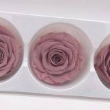 Buy Forever Rose With Best Quality at Lowest Price From Kunming thumbnail-3