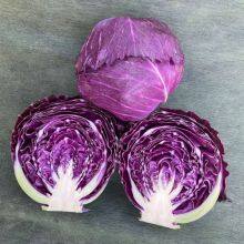 Heat Resistant f1 Hybrid Cabbage Seeds thumbnail-3
