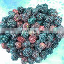 Sinocharm BRC-A Approved Fresh IQF Frozen Nutrition Blackberry With High Quality thumbnail-1