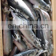 Frozen Mackerel Prices Frozen Pacific Mackerel Fish Chub Mackerel thumbnail-3