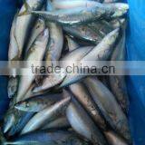 Scientific Name of Mackerel Fish (Scomber Japonicus)