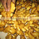 Chinese Fresh Ginger thumbnail-1