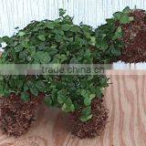 Turtle Moss Topiary thumbnail-1