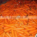 chinese bulk fresh carrots wholesale