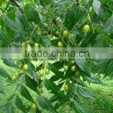 NEEM SEEDS thumbnail-1