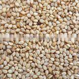 International Quality Sesame Seed at Best Price thumbnail-3