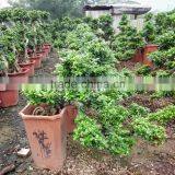 Ficus Microcarpa Cliff Shape thumbnail-2