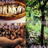 Indonesia Cocoa Bean