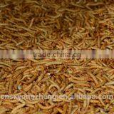Canned Freeze Drying Mealworms thumbnail-5