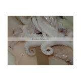 Loligo Squid thumbnail-1