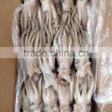 Illex Argentina Squid Tentacle 400-600g thumbnail-3