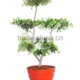 Olive Tree - Olea Europaea "Mini-Pompon" thumbnail-2