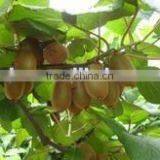 Fresh Kiwi Fruit thumbnail-1
