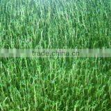 Hydroponics Animal Fodder Machine is Full Automatic Wheat, Barley, Alfalfa thumbnail-5