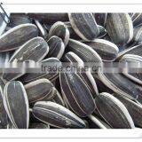 Sunflower Seeds 5009 Inner Mongolia 2015 Crop