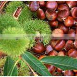 Fresh Chestnut thumbnail-1