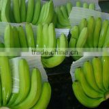 The Best Green Banana