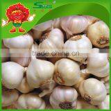 Low Price Garlic Wholesale 5.0-6.0cm Garlic thumbnail-4