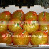 Pomelo for Sale thumbnail-1