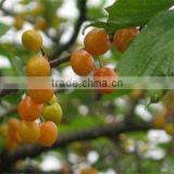 Fruit Tree Seedling thumbnail-3