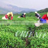 Orient Tea & Commodities Co., Ltd. company overview - view 1 thumbnail