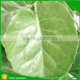 Artificial Simulation Cheap Pterocarya Tree thumbnail-2