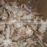 Frozen Sand Crab Whole thumbnail-1