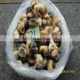 Sea Frozen Conch Meat thumbnail-1