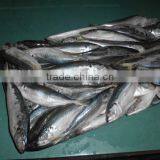 Frozen Horse Mackerel 18cm From China thumbnail-1