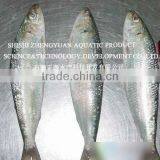 Frozen Seafood Sardines Fish Supplier thumbnail-1