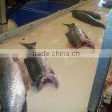 Pink Salmon thumbnail-1