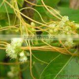 Cuscuta Reflexa thumbnail-1