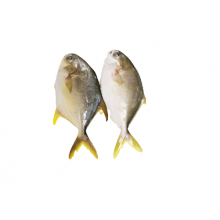 Frozen Golden Pompano thumbnail-1
