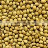 Coriander Seeds thumbnail-2