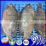 Frozen Whole Tilapia G&S ( China tilapia supplier)