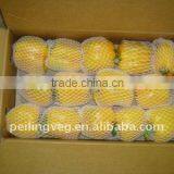 2013 NEW CROP FRESH BELL PEPPER thumbnail-5